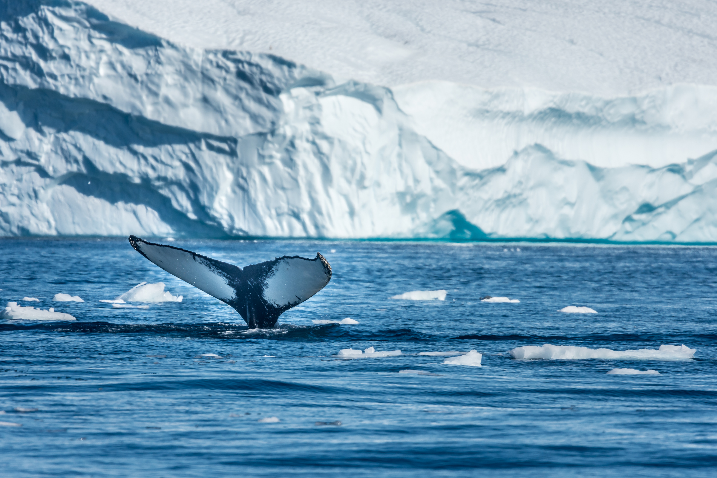 umivik bay.webp